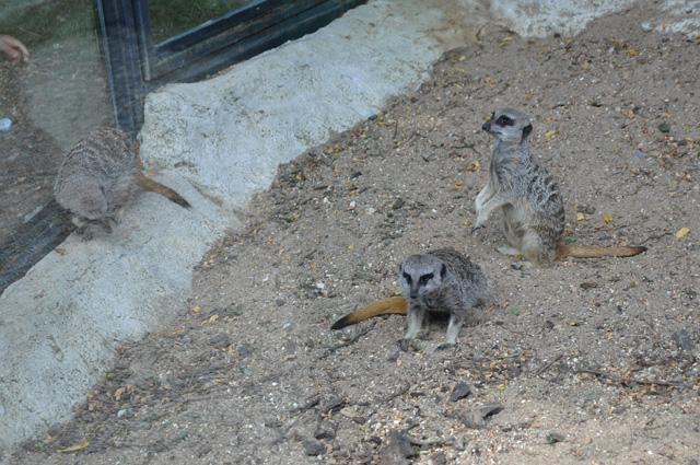 min 2013 07 06 beauval 086